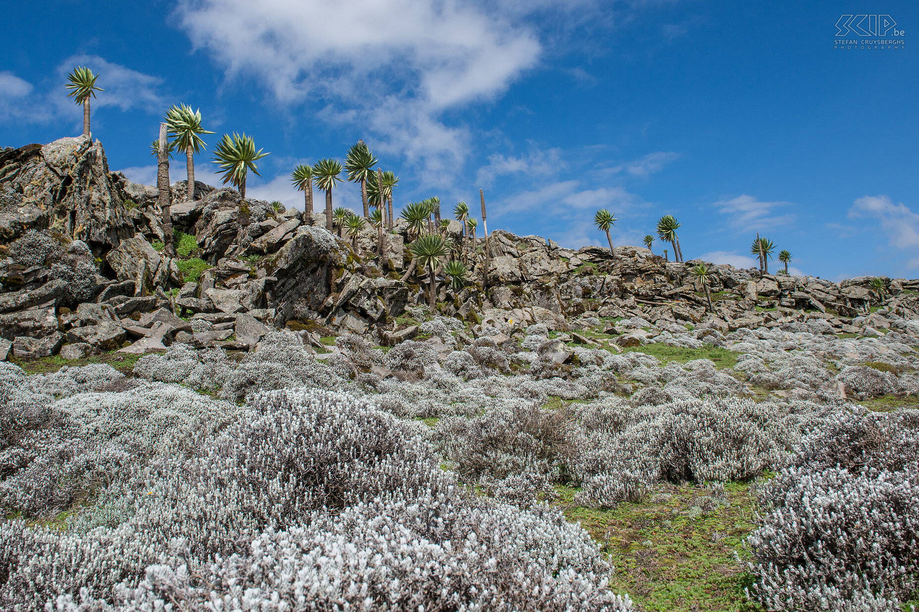 Bale Mountains - Sanetti Plateau The heart of the national park of Bale Mountains is formed by the famous Sanetti Plateau. The plateau consists of beautiful wild highlands at an altitude of 3000 to 4000 meters with spectacular African alpine vegetation and its own unique collection of endemic bird species. Trees and plants have adapted to the special cold and wet climate. Most plants have become smaller, but the impressive giant lobelia (Lobelia rhynchopetalum) can grow up to five meters high. Stefan Cruysberghs